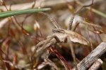 spinne im moos (1 von 1).jpg