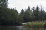 wald_1.jpg-2.jpg