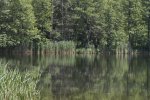 wald.JPG
