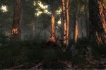 326elkkilledinmorningwood2.jpg