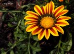 Blume 2.jpg