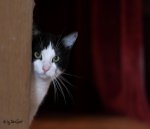 IMG_35531.JPG