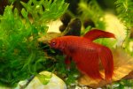 IMG_9193 red 54er alt.jpg