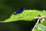 IMG_2812.jpg