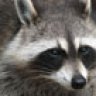 Raccoon