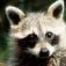 Washbear