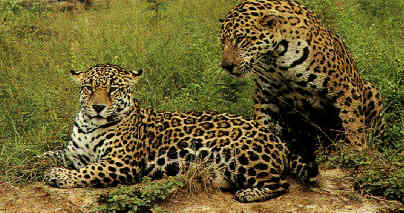 jaguar.jpg