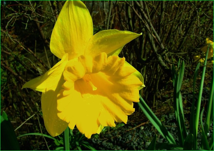 Fruehling04.jpg