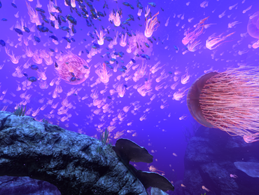 theBlu Reef Migration